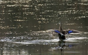 101133q52z0imf93gbhmfe