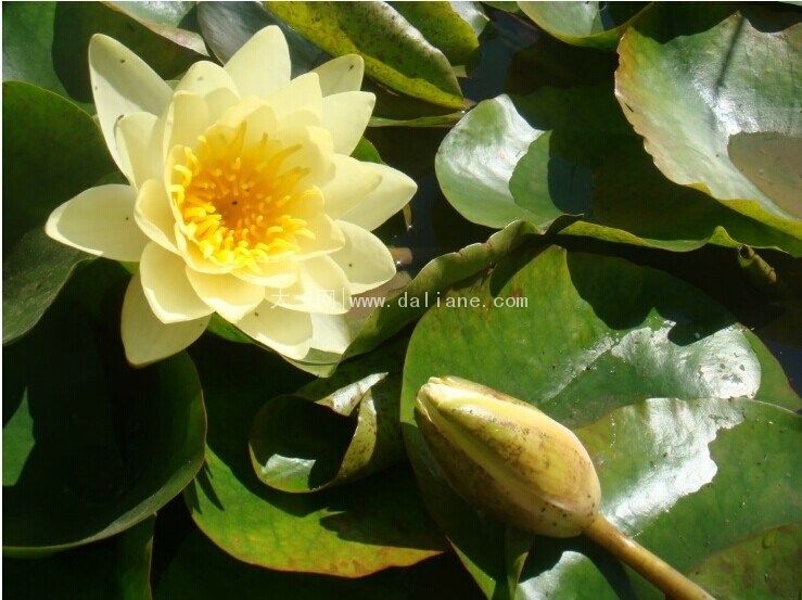 [收费]英歌石植物园游玩攻略