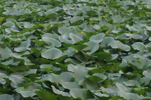 163431ofgofou9471n4csu