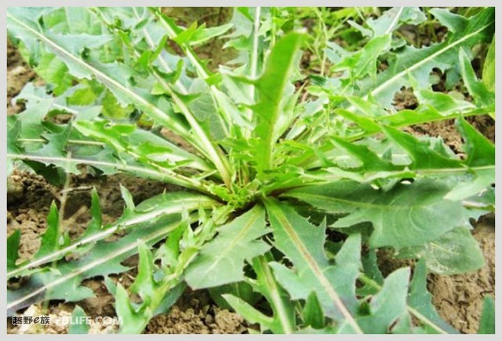 教你认识这些野菜，春游时也可满载而归