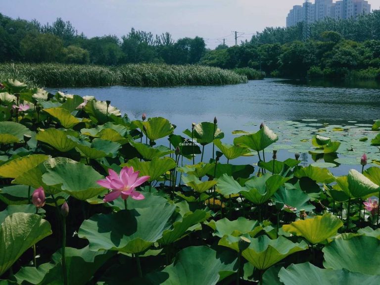 休闲玩耍去处-大连前关湿地公园